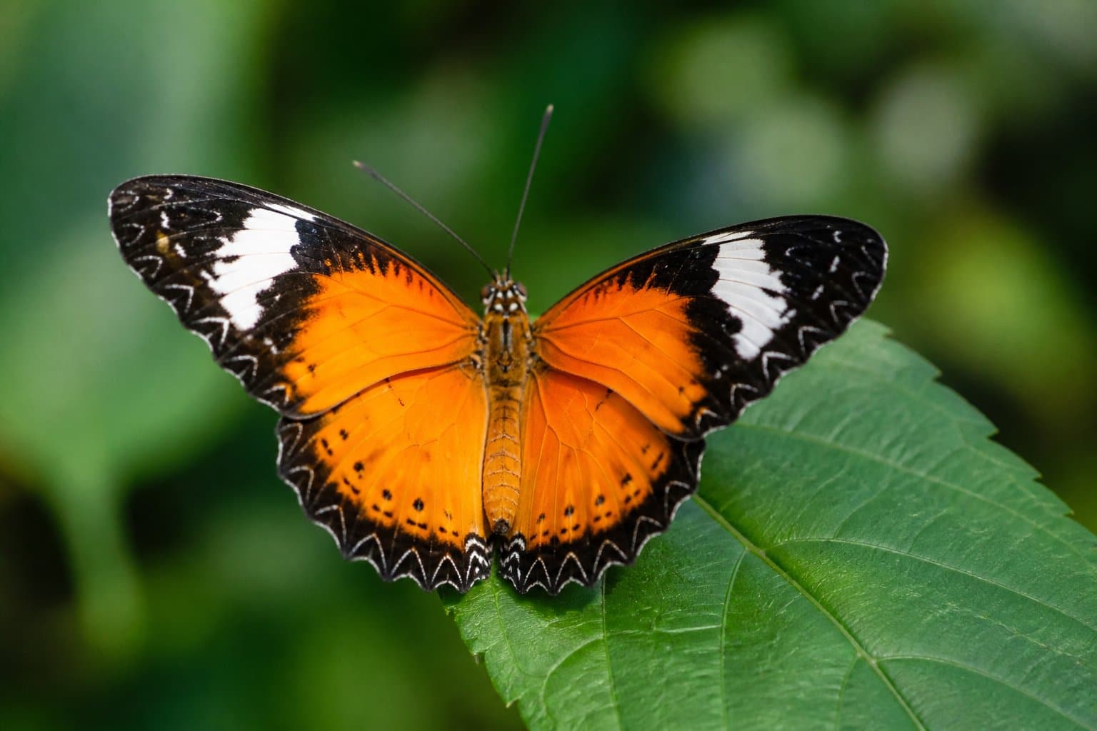 Borboleta colorida pousada em uma folha verde com fundo desfocado de plantas.